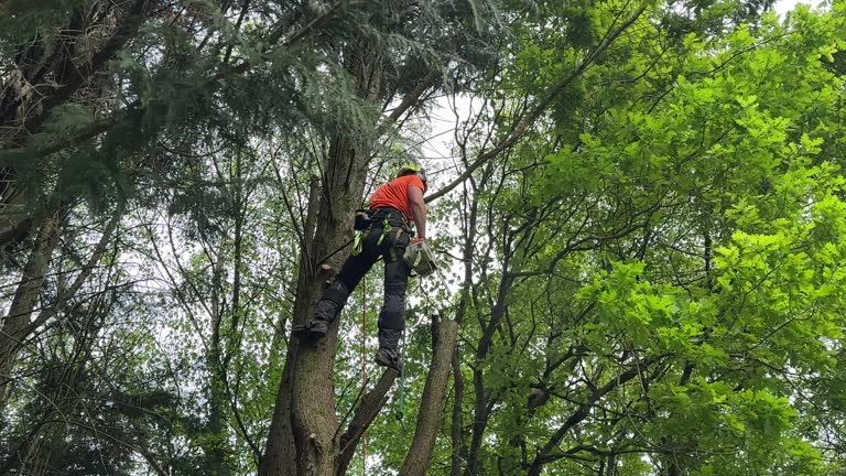 Best Commercial Tree Services  in Melrose Park, IL